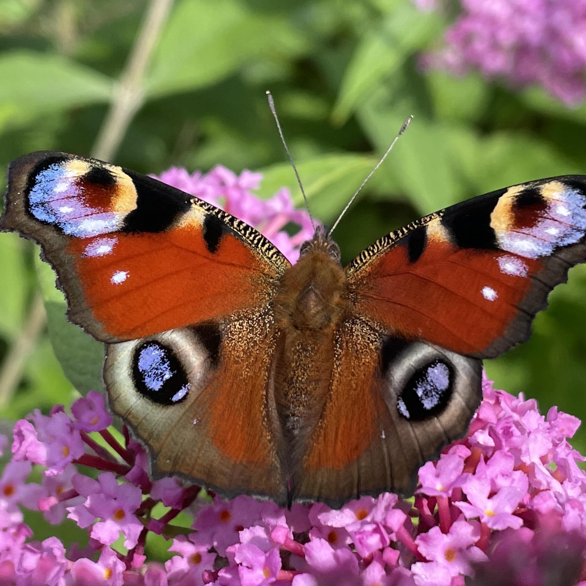 Buddleja DK