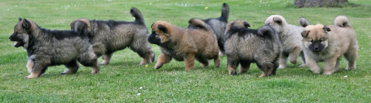 Eurasier Danmark