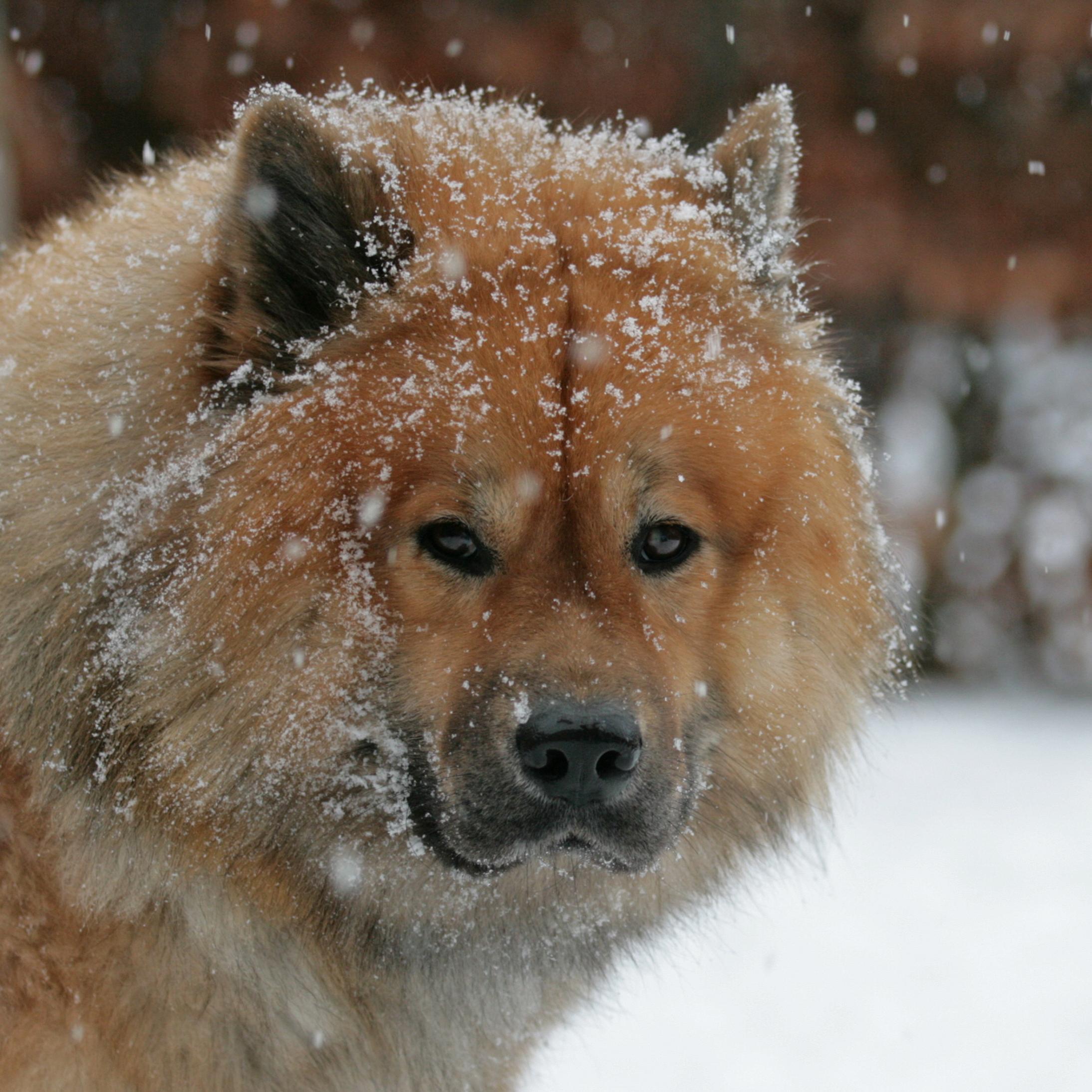 Eurasier Danmark