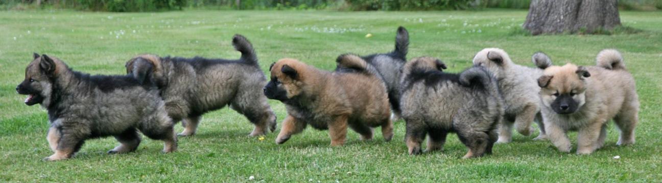 Eurasier Danmark